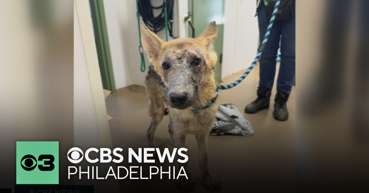 Nearly 100 animals rescued from dirty, overcrowded home in Lancaster County, Pennsylvania