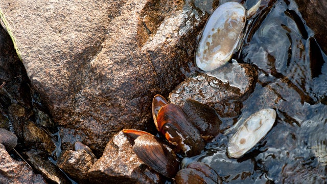 Freshwater Mussel shells on Lake Umbagog, New Hampshire. 