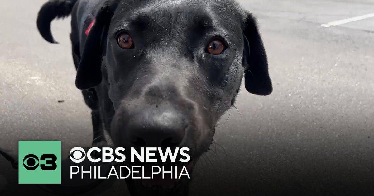 Philadelphia Police debuts new electronics-sniffing dog Cache