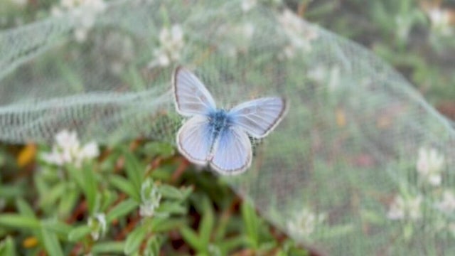 A butterfly seen on a net 