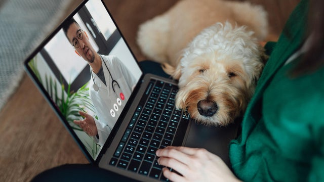 Young Asian woman having online medical consultation with veterinary via laptop with her dog sitting on her lap 