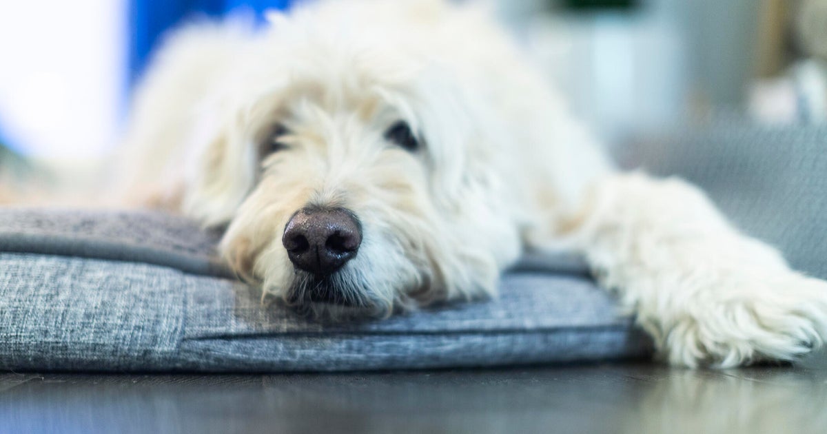 Why pet insurance for your dog makes sense this May