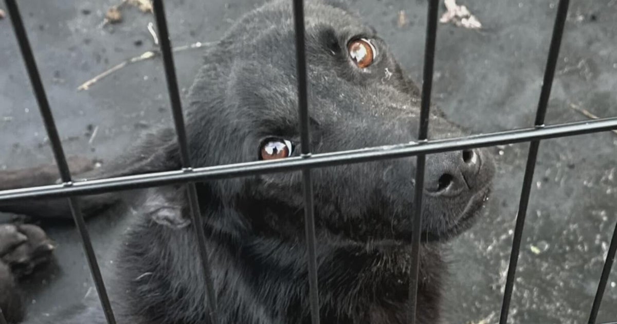 Nearly 30 dogs abandoned in Pennsylvania junkyard, rescuers say - CBS ...