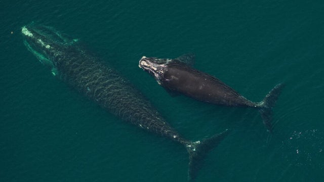 whale-mom-calf.jpg 