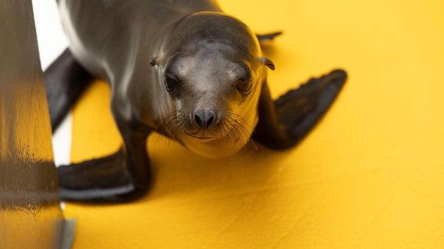 Bordeaux the sea lion pup 