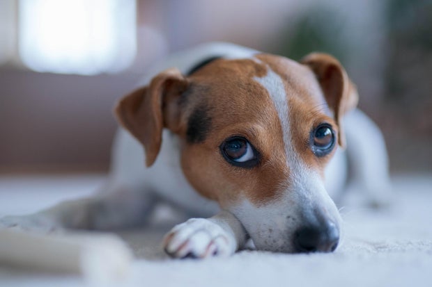 Danish–Swedish farmdog lying on the floor 