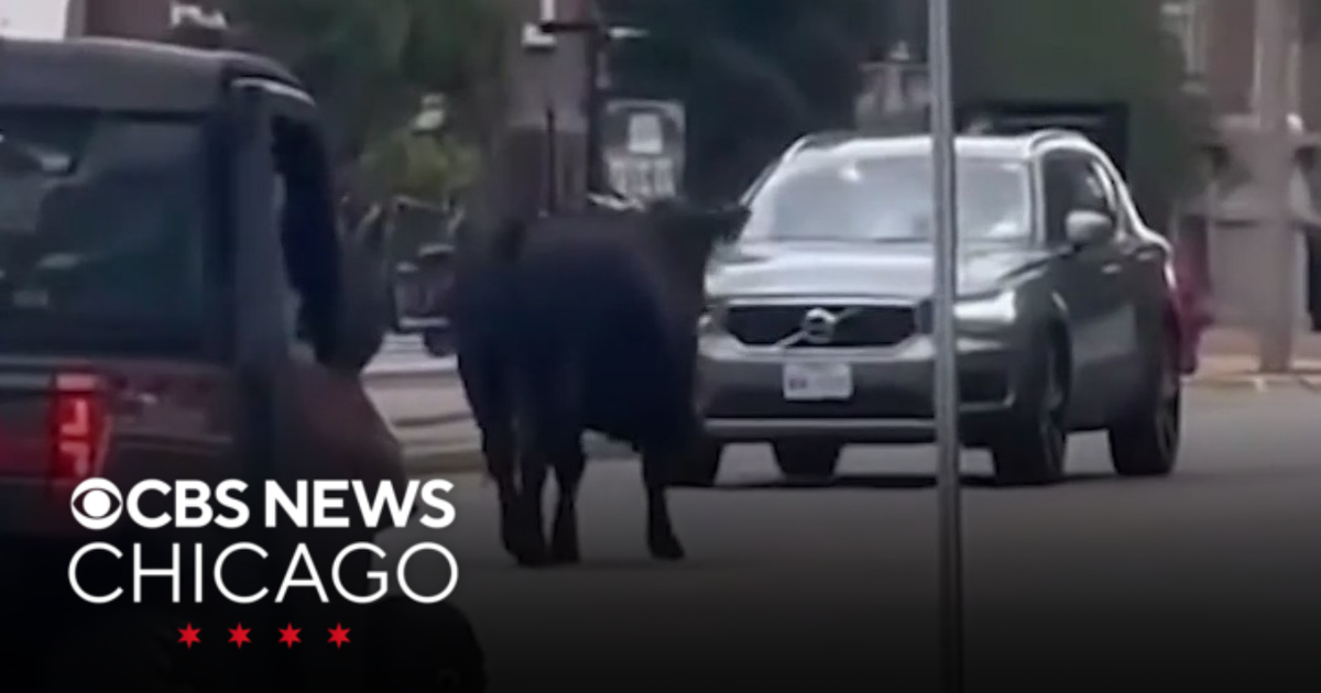 Loose cow cause udder chaos on University of Illinois campus - CBS Chicago