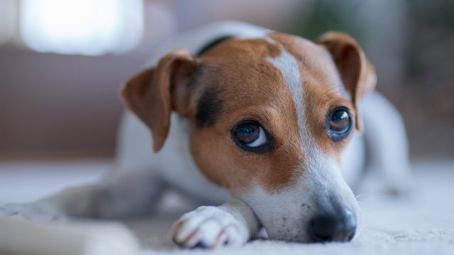Danish&ndash;Swedish farmdog lying on the floor 