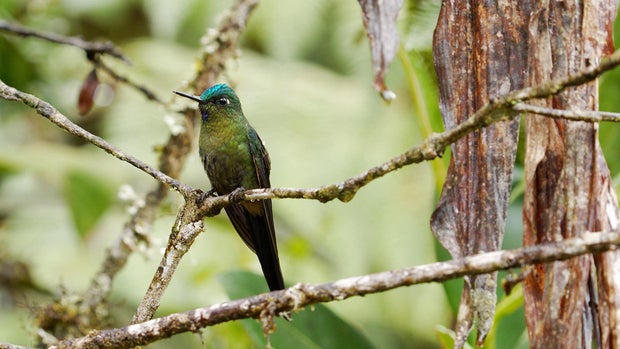 Bird in Colombia