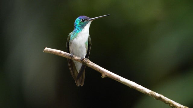 Colombia bird 