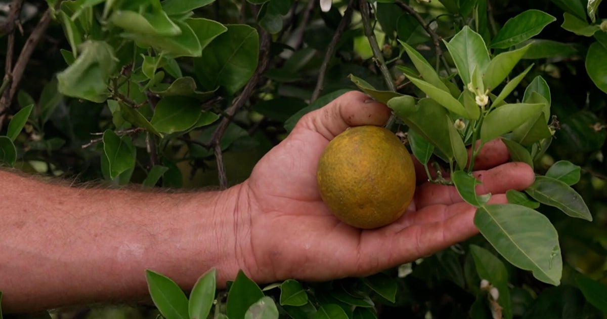 Unpacking the decline of Florida’s citrus industry