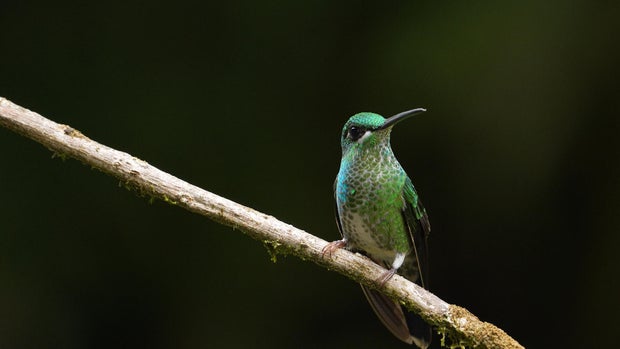 Colombia bird