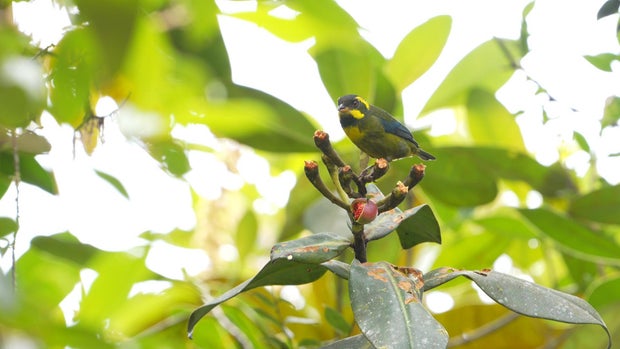 Gold-ringed tanager