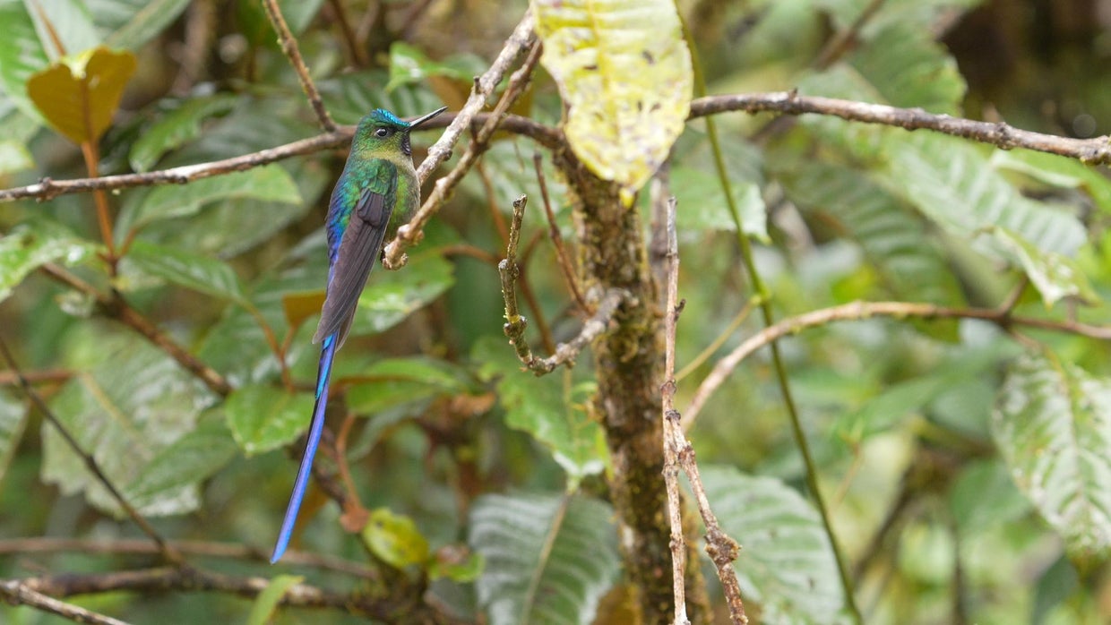 Colombia has nearly 2,000 types of birds. Discover some of the species ...