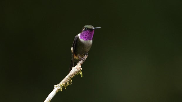 Purple-throated woodstar