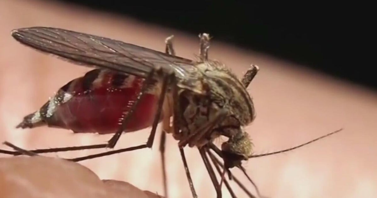 Miami-Dade begins annual campaign attempting to keep mosquitoes in check