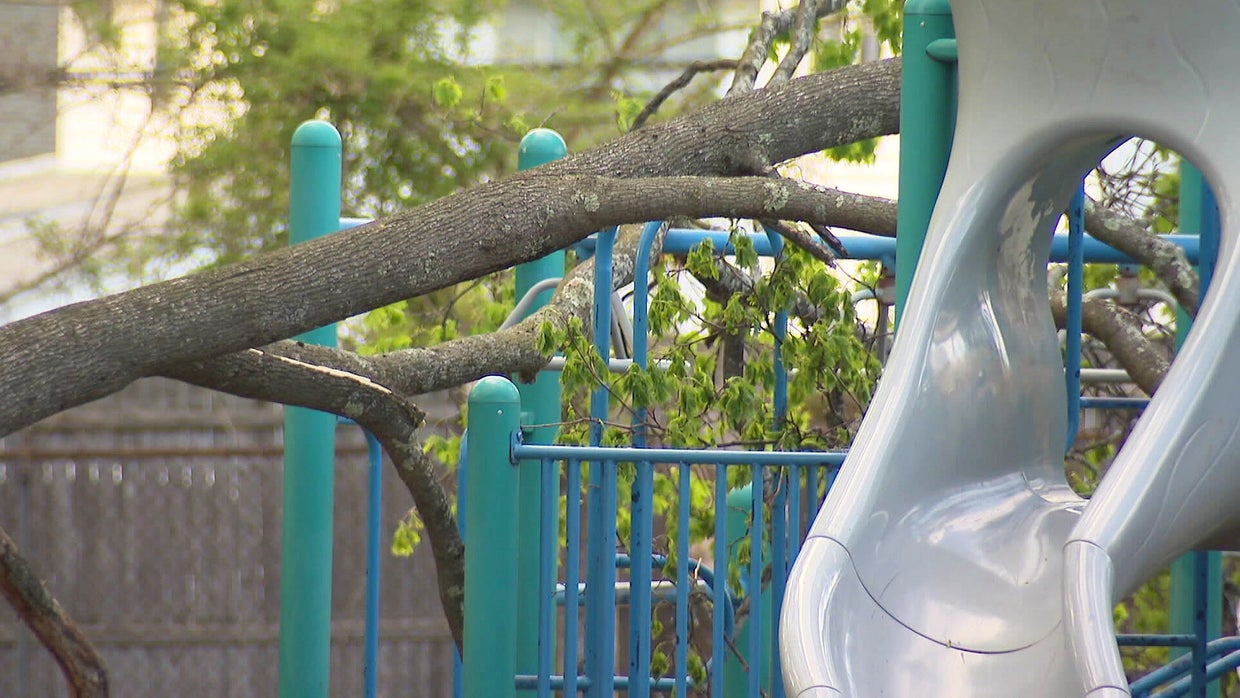 Child hit by falling tree at Melrose, Massachusetts school playground ...