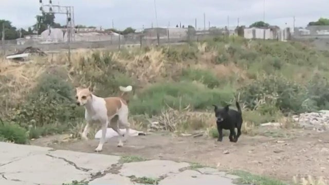 Two dogs roaming in a field 