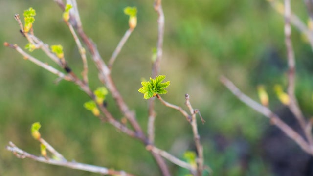 The buds bloom in the spring. Spring mood. The trees come alive 
