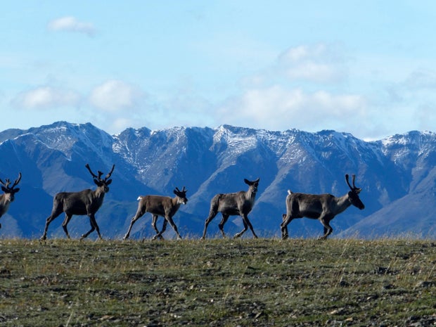 Denali Caribou 