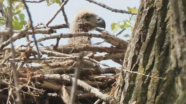 Eaglet in Chicago 