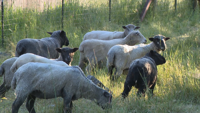 sonoma-sheep.png 