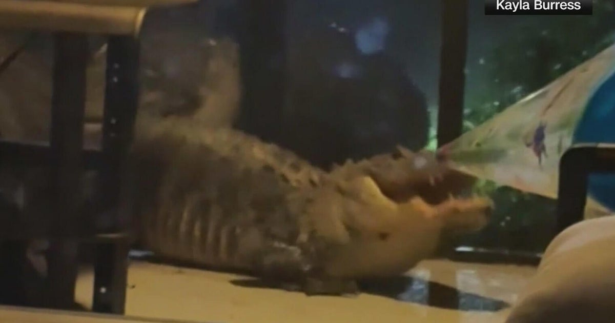 Video shows 2 Florida alligators