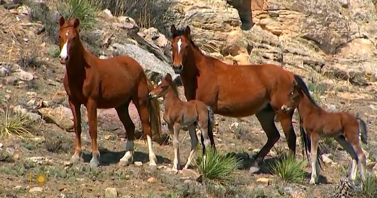 Nature: Mares and foals