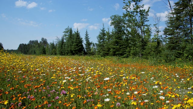 Wildflower Field 
