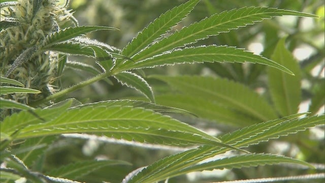 Marijuana leaves 
