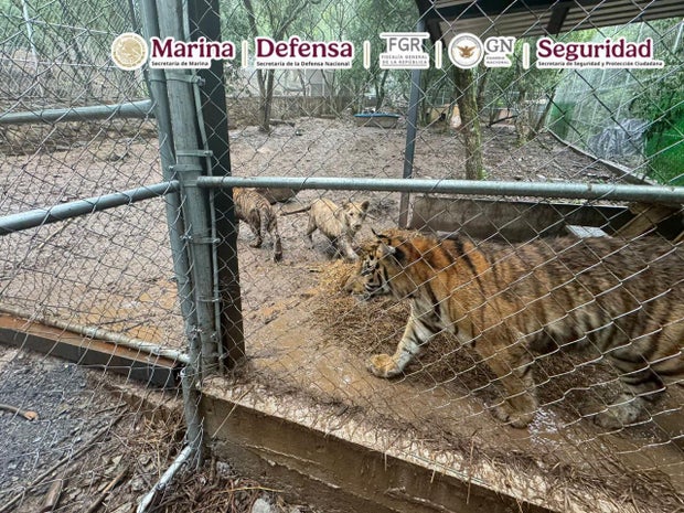 tigers-9c603b23-616f-44ed-ac42-00cc4b1d0f92.jpg 
