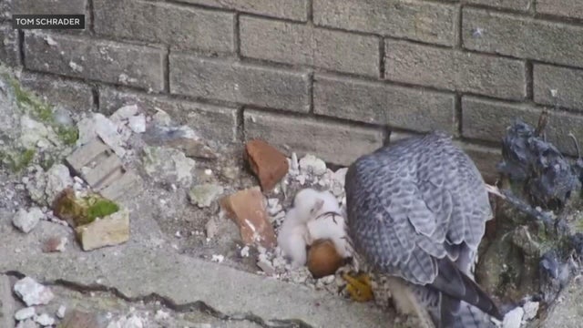 baby-falcons.jpg 