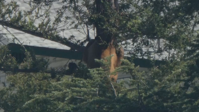 bear-in-altadena.png 
