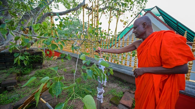 SRI LANKA-DISINFORMATION-RELIGION-BUDDHISM-TREE 