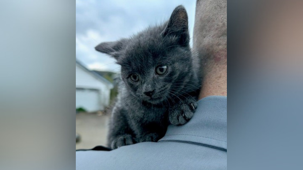 kdka-kitten-thrown-from-pickup.png 