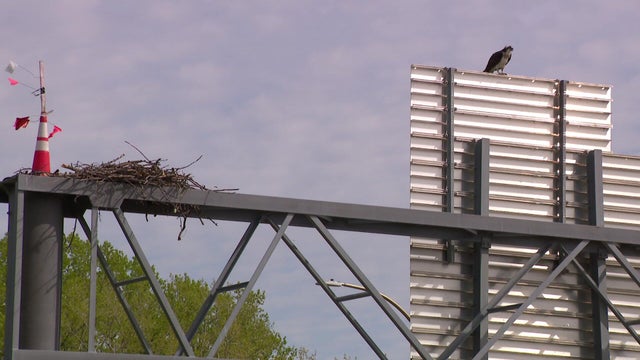 10p-pkg-osprey-construction-wccoafi2.jpg 