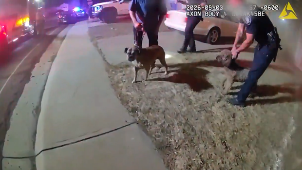 westminster-police-dog-rescue-5.png 