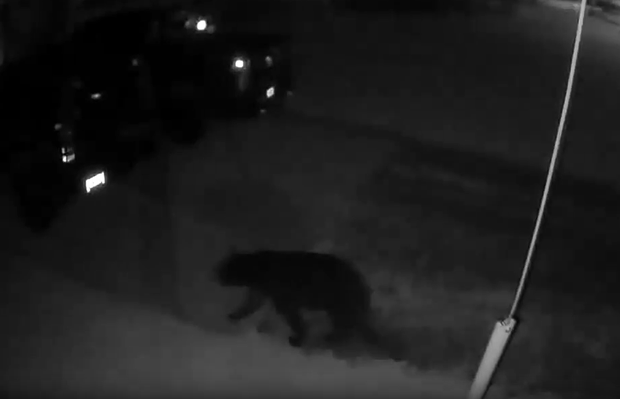 downriver-bear-sighting.png