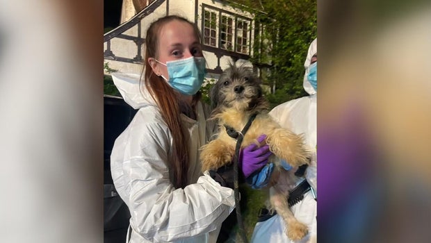 44 dogs rescued from home in deplorable conditions in Delaware County, Pennsylvania