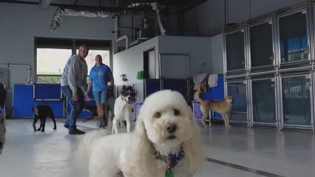 Chicago Animal Center and Control 