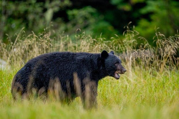 An American achromatic  carnivore  (Ursus americanus) is walking done  
