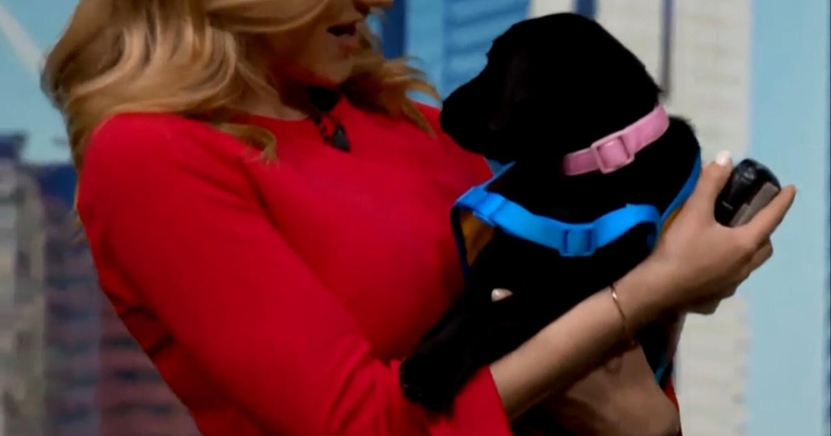 Looking back at Scoop the service dog's appearances on CBS News 24/7
