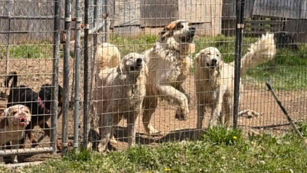 kdka-anna-shelter-animal-rescue.png 