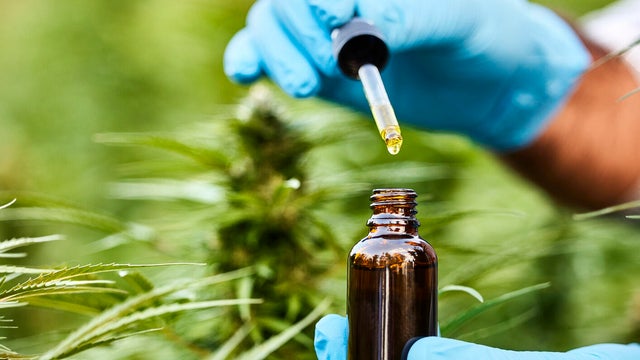 Farmer wearing blue glove holding CBD oil bottle 