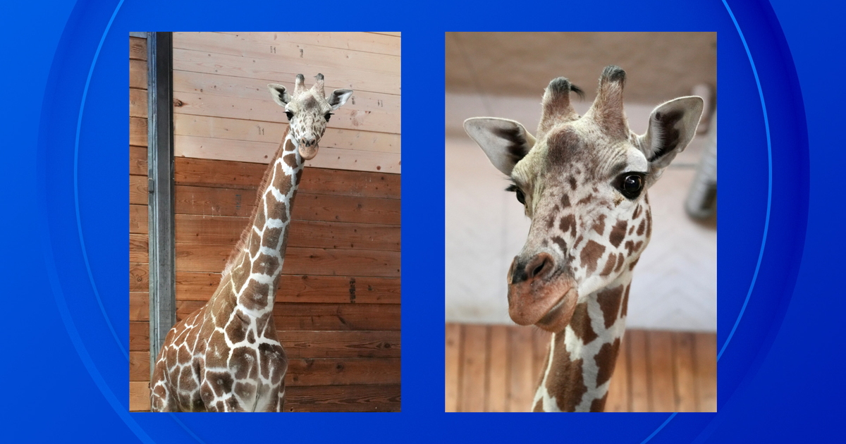 Detroit Zoo welcomes Nguvu the giraffe from Utah