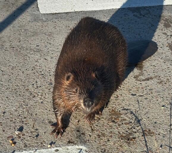 beaver-firestone-police.jpg