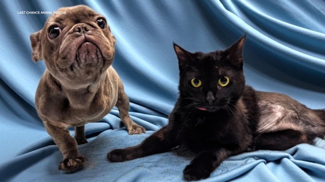 pets.jpg 