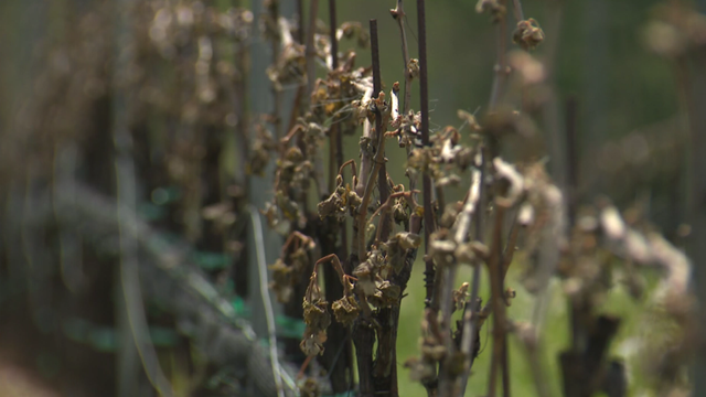 Maryland Farmers Lose Crops After Cold Snap 