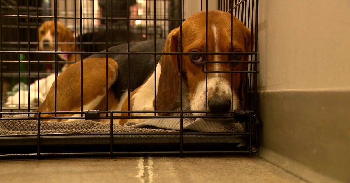 Nearly 50 beagles rescued from Wisconsin research center to be ready ...