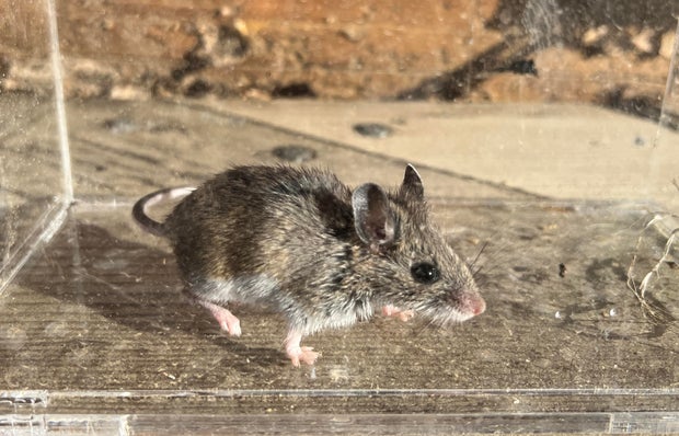 Deer mouse, Colorado